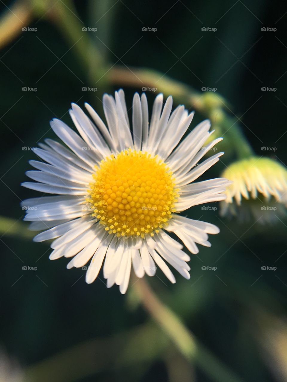 Tiny white flower 2