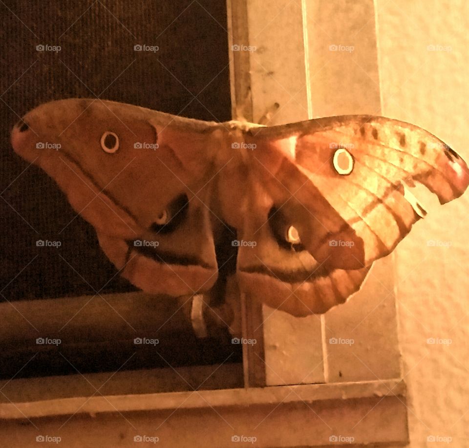 Pennsylvania Moth