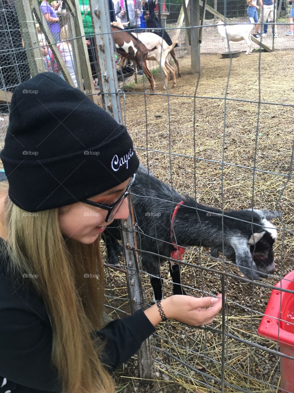 Girl petting a baby goat at the Apple Orchard. 
