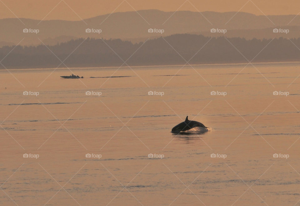 Jumping orca. This orca was photographed off the coast of Friday Harbor in Washington.