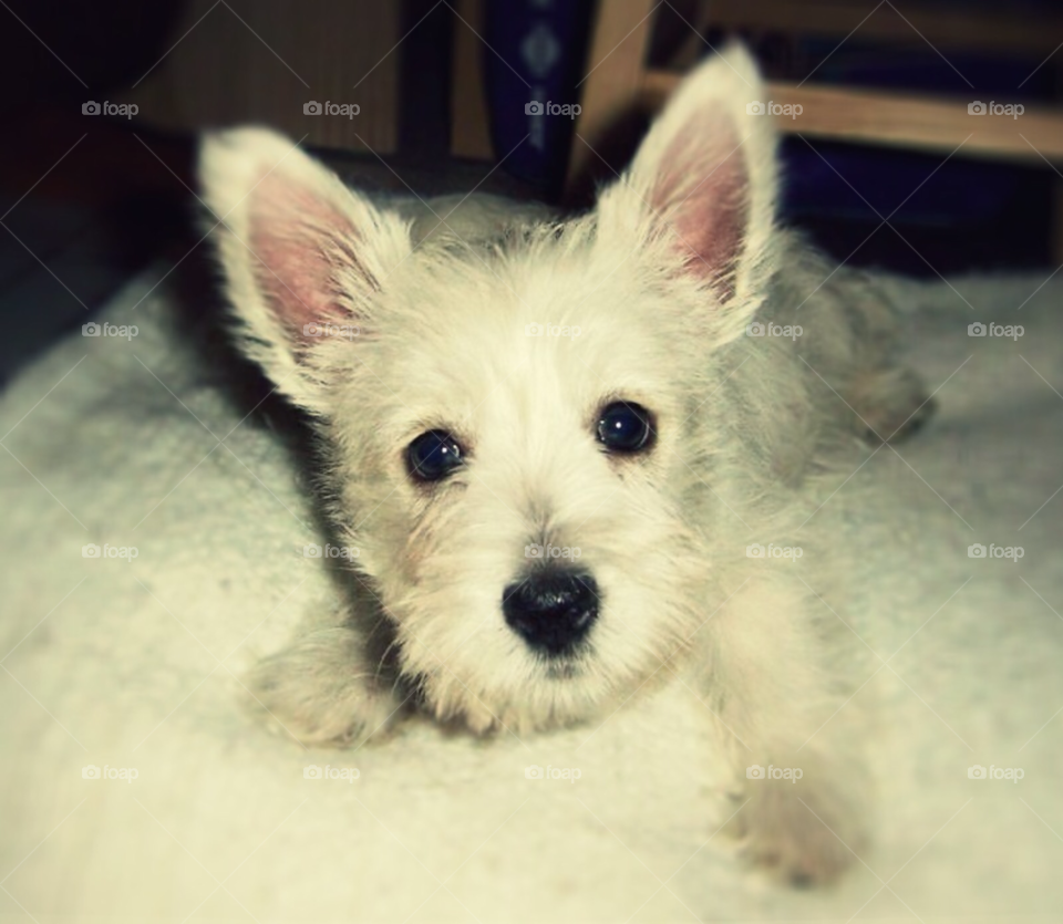 cute puppy pet adorable by cagedheat