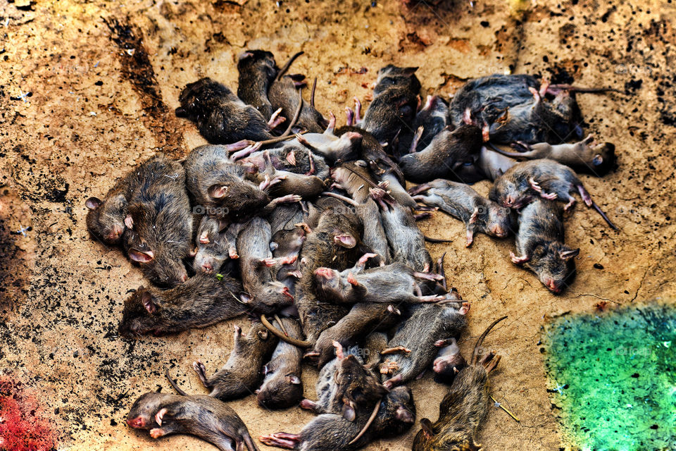 dead rats