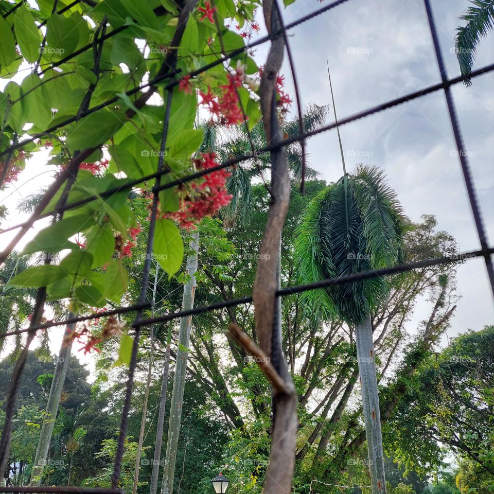 vines on wire in garden