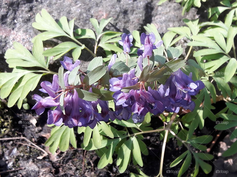 park spring time sun sunny colors colorful nature wild plants flowers amazing stunning cool nice weather hot lovely sky forest grass view splendid
