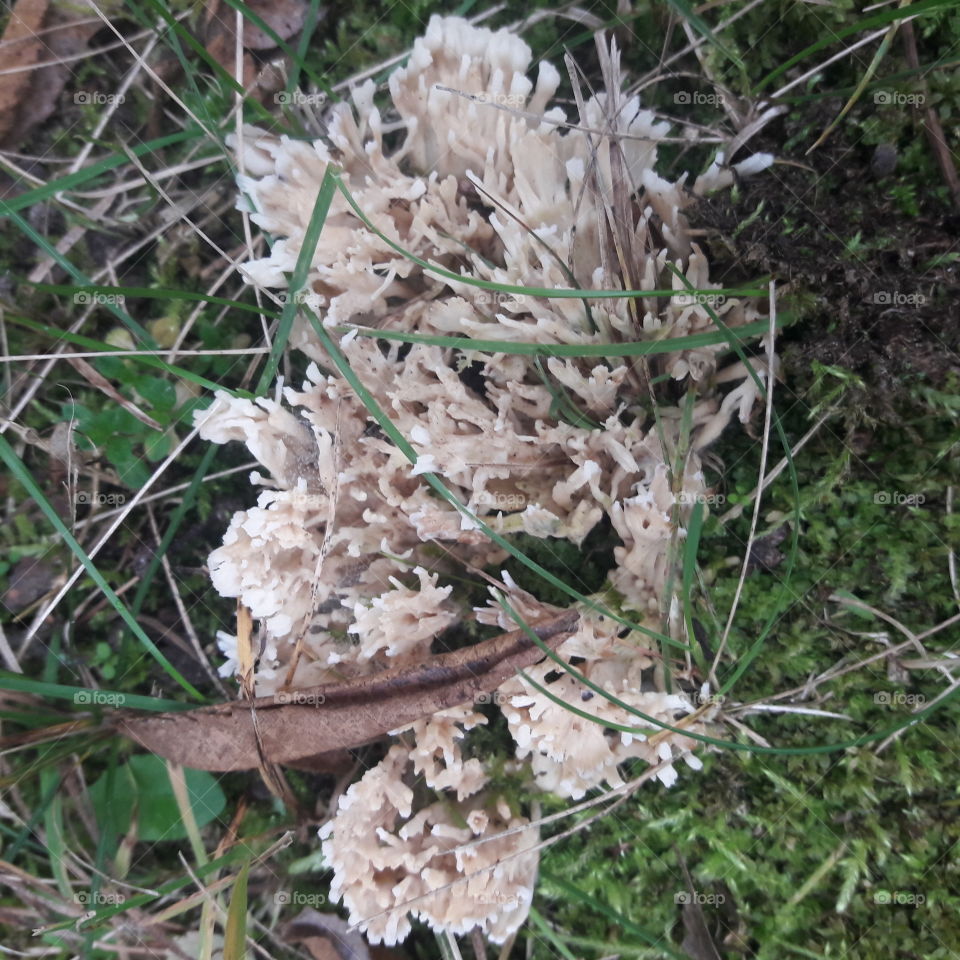 Strange Fungus