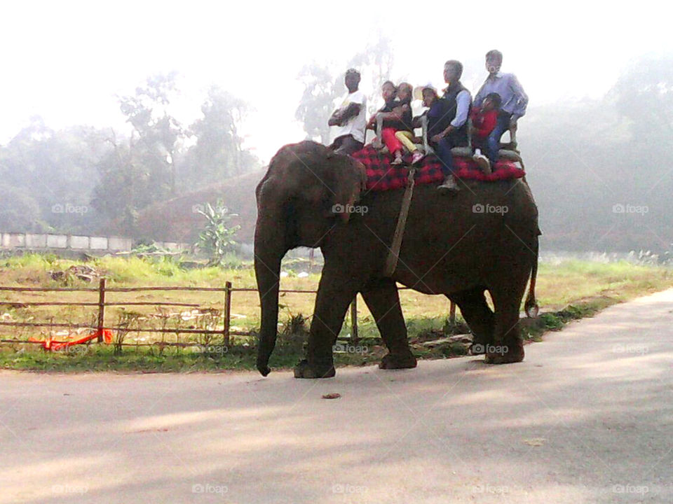 injoyment on elephant