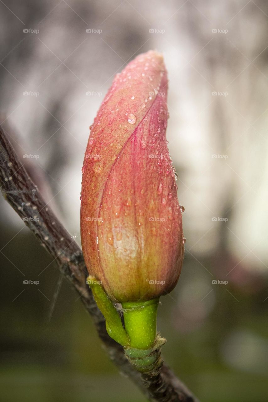 Magnolia bud