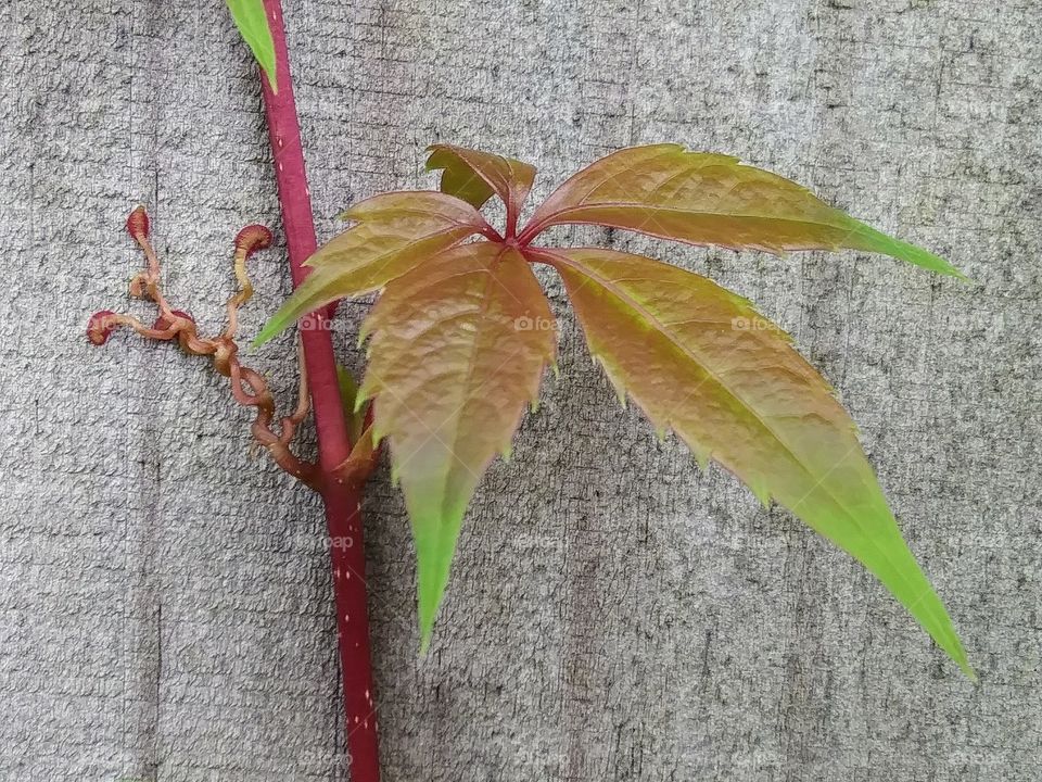leaf and vine of Virginia Creeper vine