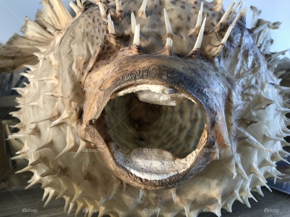 Puffer fish