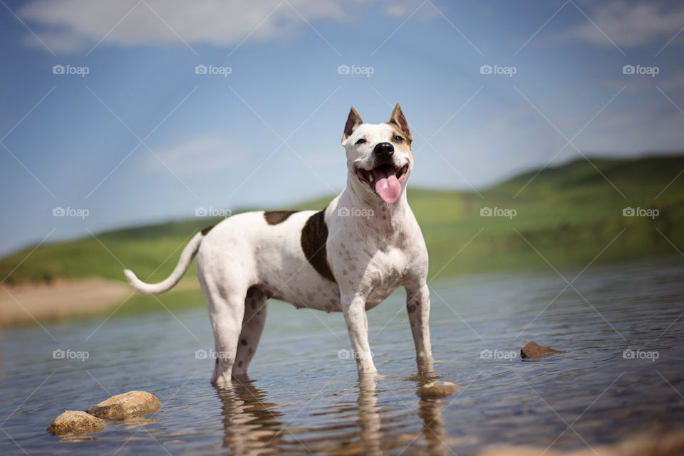 Dog standing in water