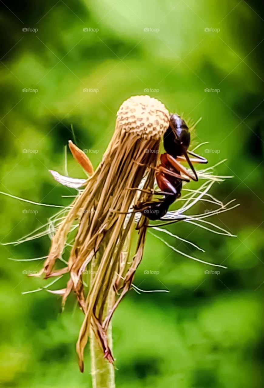 Macro image: Ant climbing.