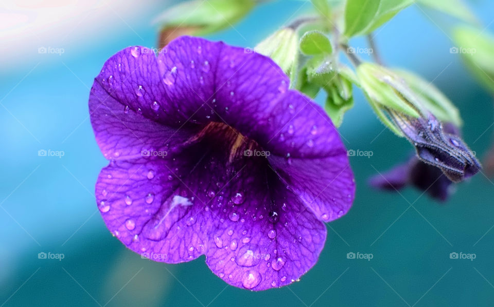 Raindrops on purple flower