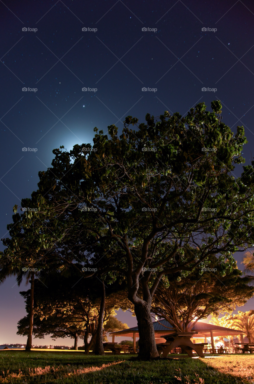 sky tree night stars by charles2111
