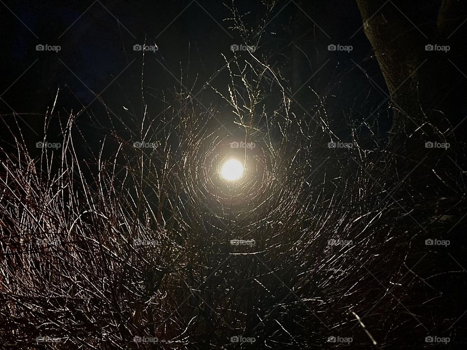 Light behind bushes?!🤷🏻‍♀️