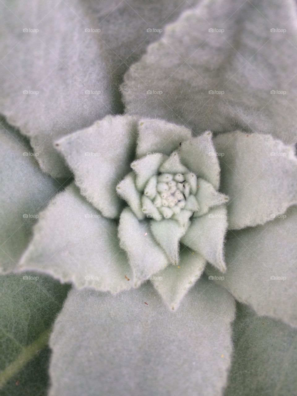 Mullein 