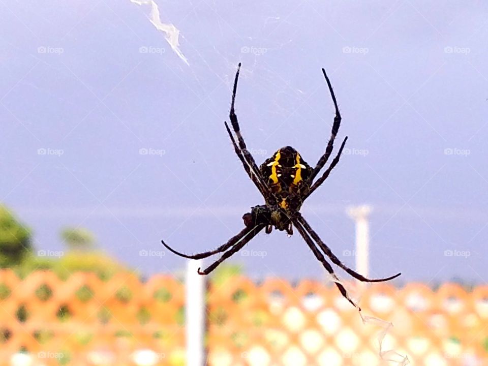 Spider, Insect, Nature, Outdoors, Animal