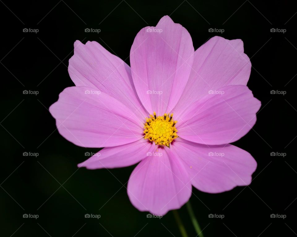 Pink flower