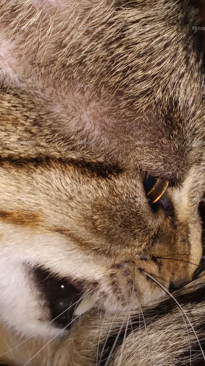 Carolina cleaning herself