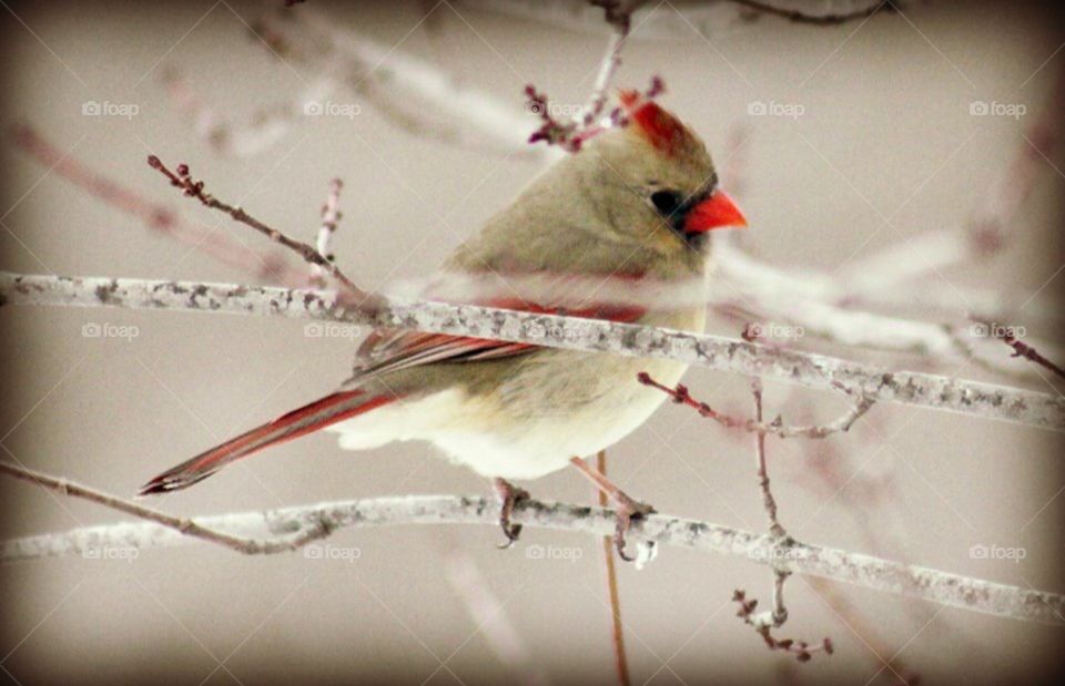 Cardinal in winter 