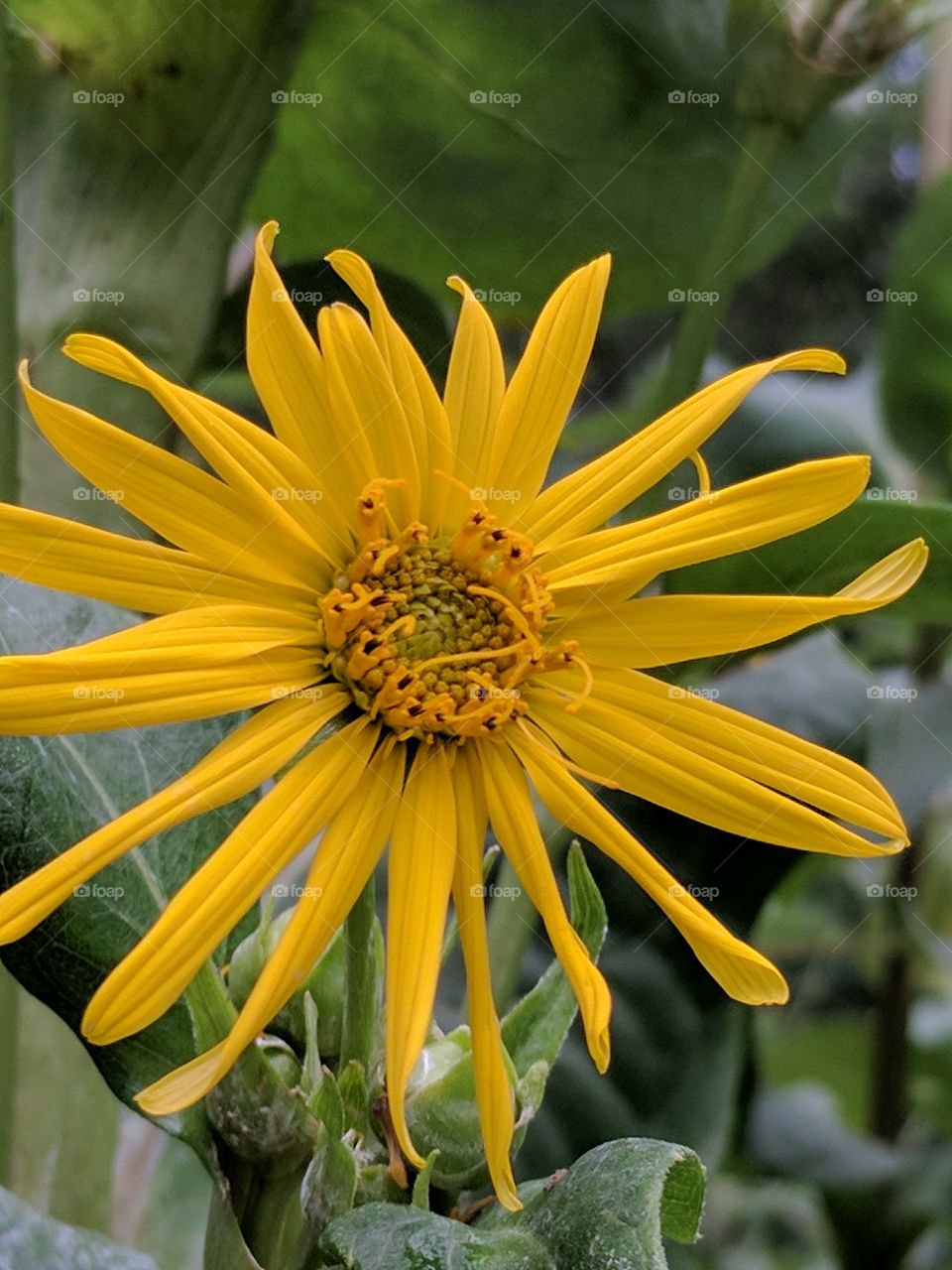 pretty sunflower