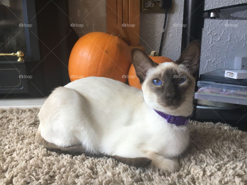 Looking all pretty and cute in her new purple collar and posing infront of some pumpkins. She’s a Halloween kitten ready to melt your hearts!