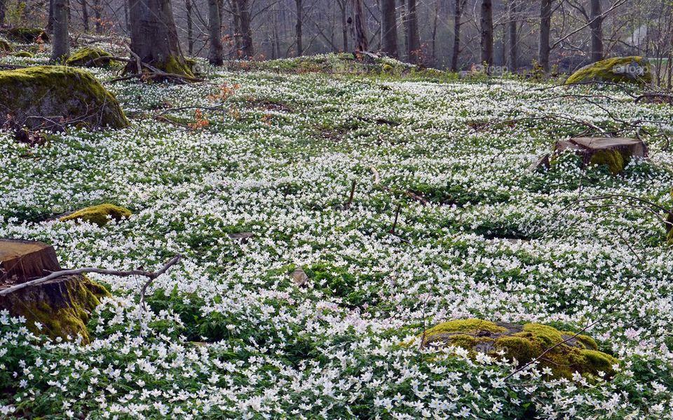 Field flowers in bloom