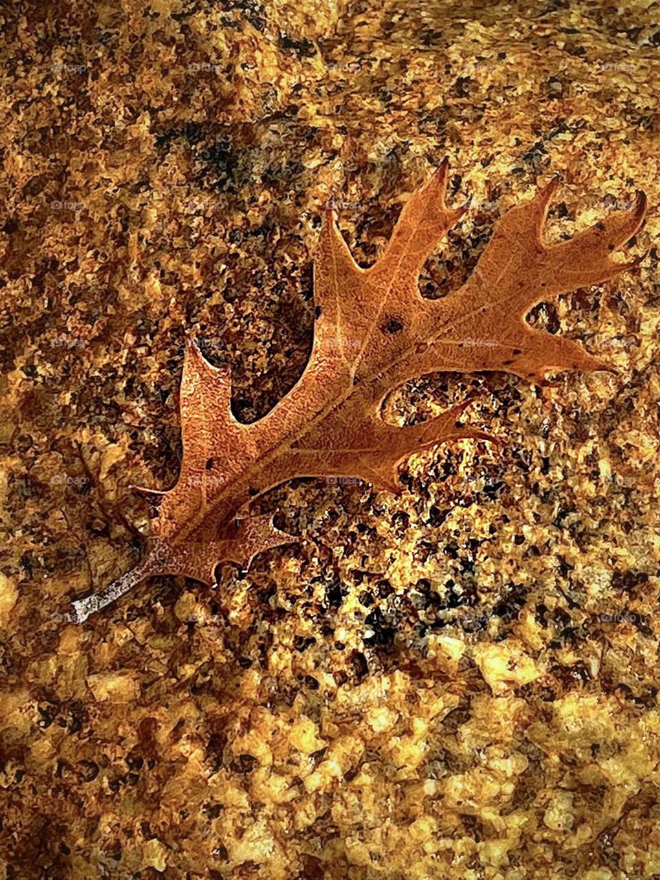 Brown Autumn Leaf on Rock