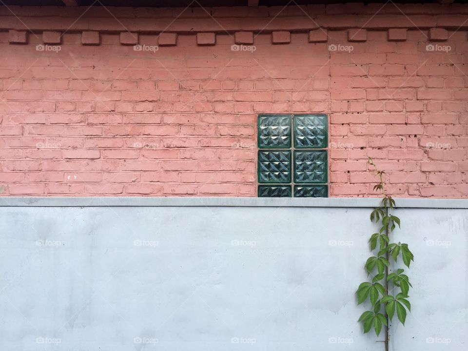 Grey fence, rose wall, green window and a plant