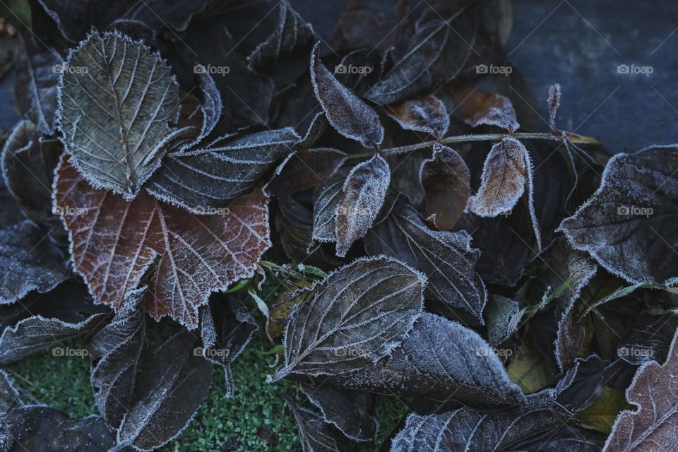 Frosty Marvels, nature’s icy Artistry 