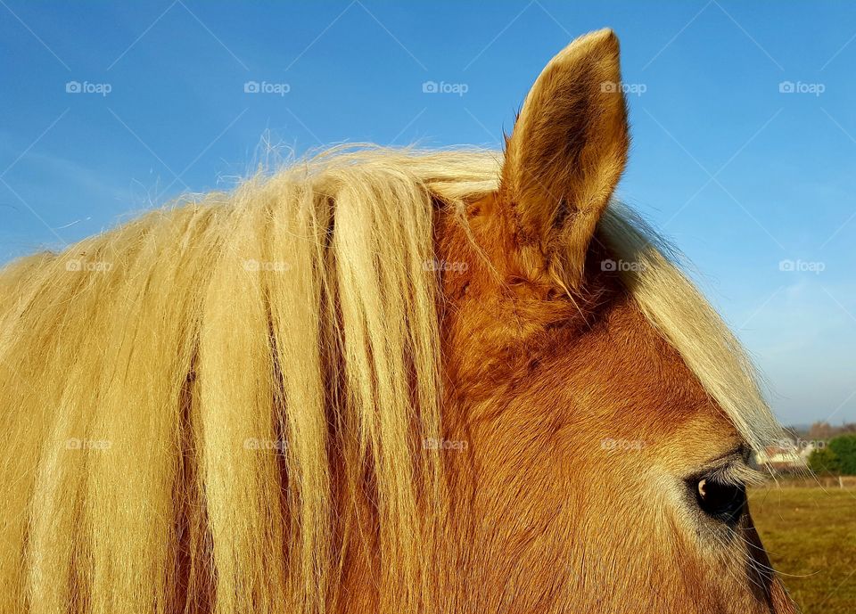 Golden Horse Head Close Up