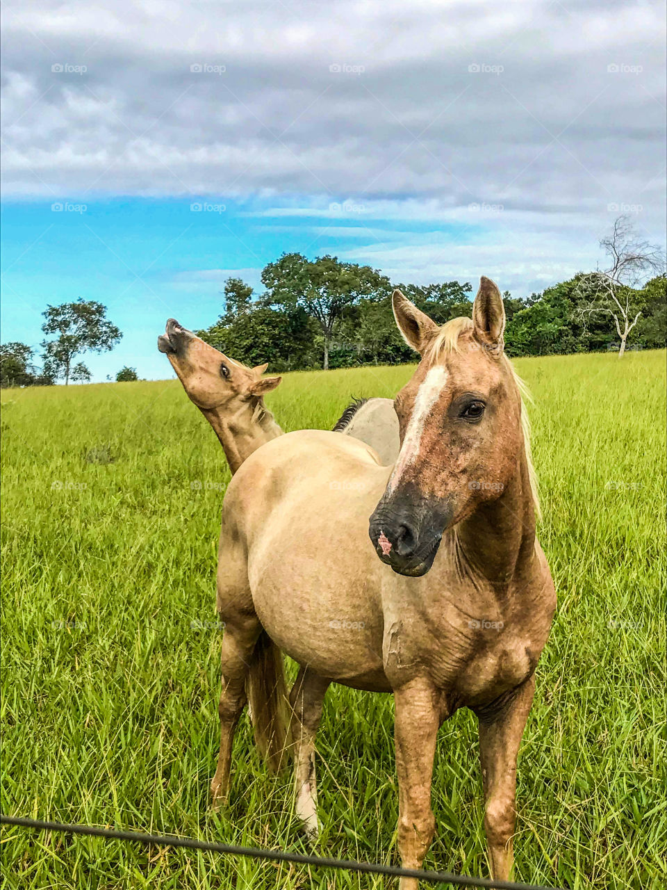 Horse in nature 