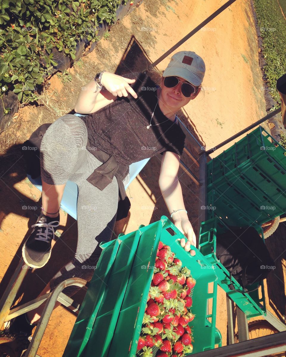 Picking strawberries 
