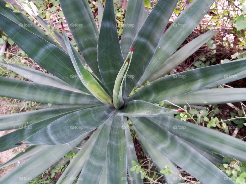Cactus, Succulent, Agave, Flora, Aloe
