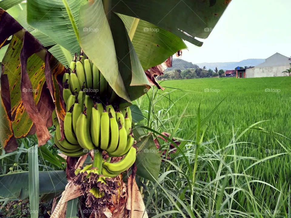 Banana