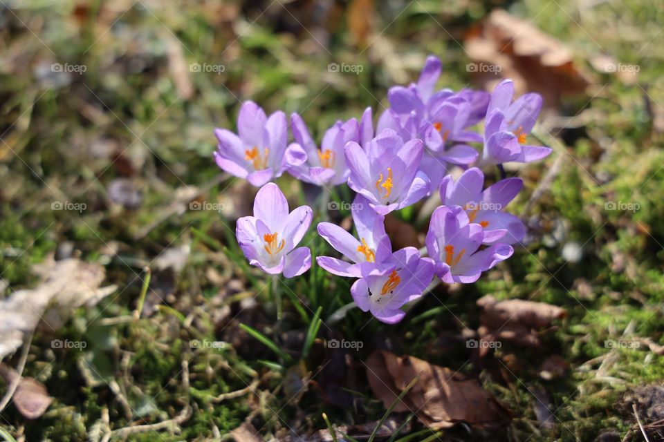 blooming purple crocuses