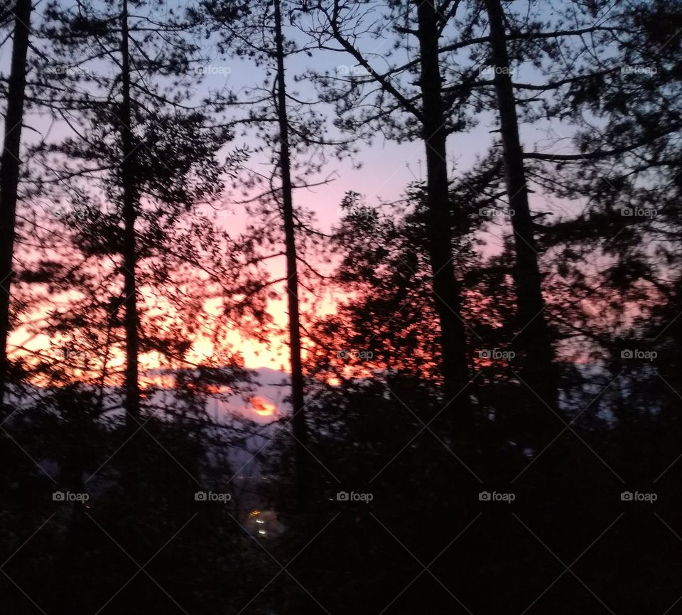 Wonderful sunset behind the trees