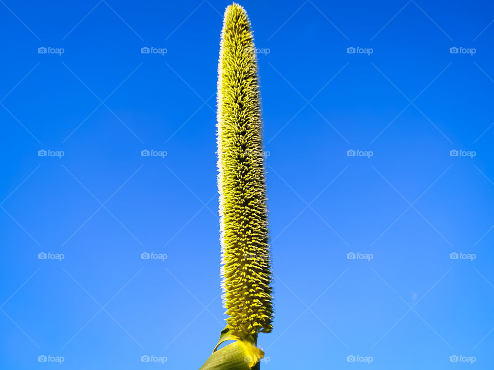 A Ear of millet on the background of the sky