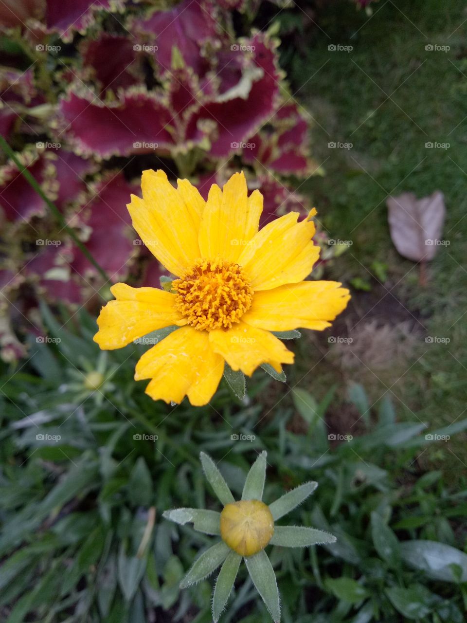 Bunga Kuning :")