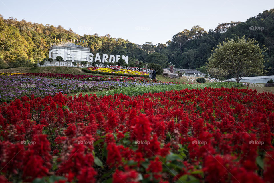 Red rose field garden