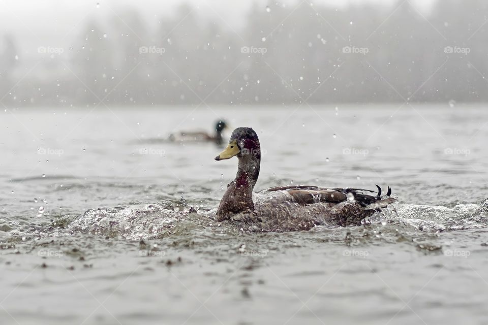 Mallard duck in the rain. Mallard male covered in water while swimming in a lake.