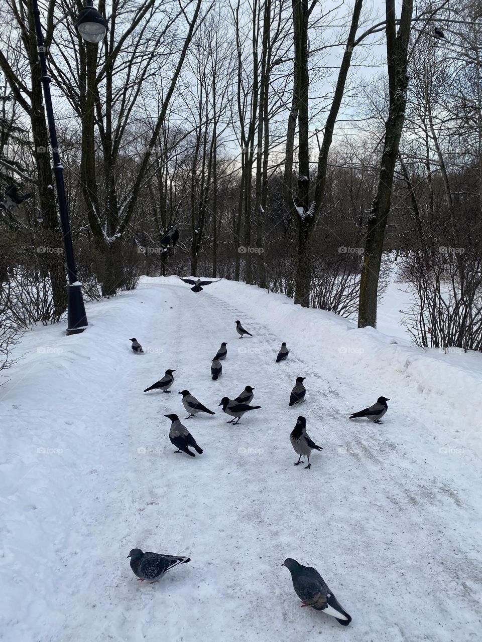 Winter birds