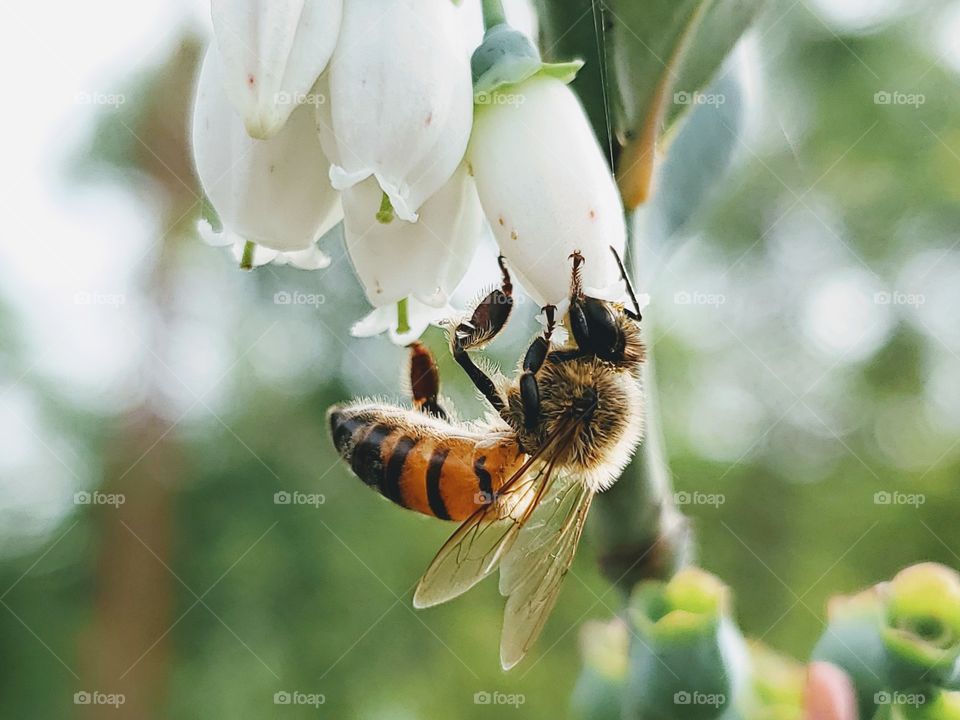 Honeybee pollinating a white hanging blueberry flower.