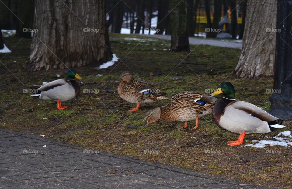 birds ducks winter time