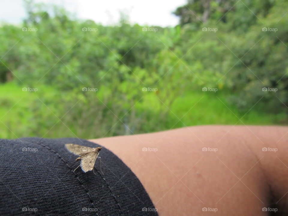 insect on arm