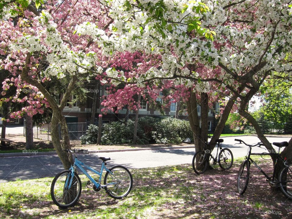 Bikes under blossoming pink and white trees in the Spring