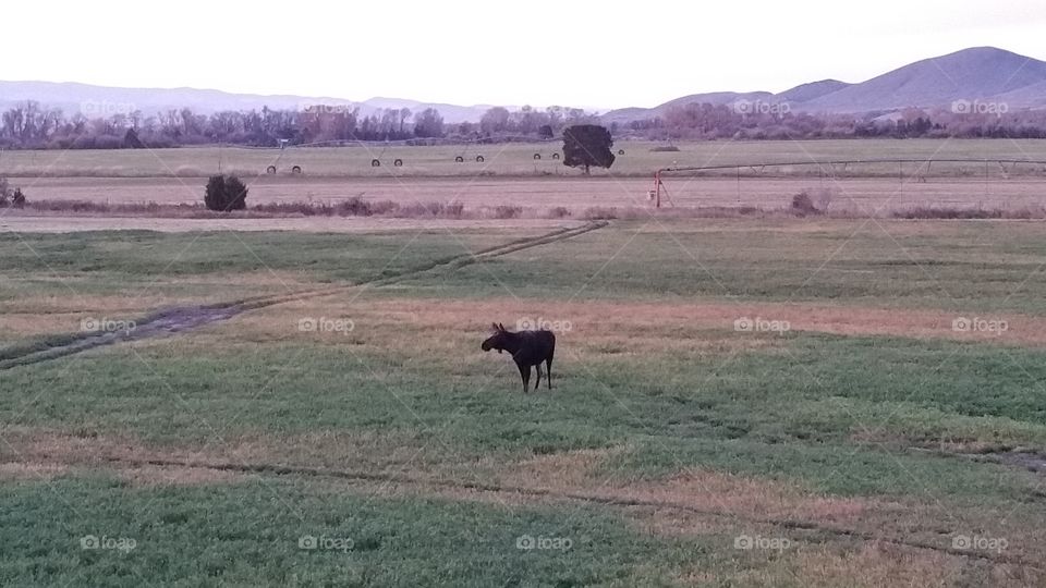 Moose in a field. Moose in a field walking around and eating