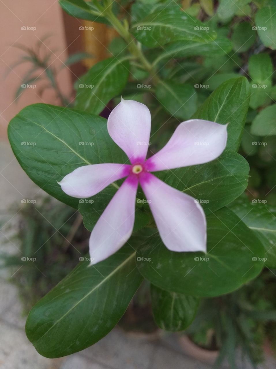 periwinkle pink flower seasonal fresh looks very beautiful generally found everywhere