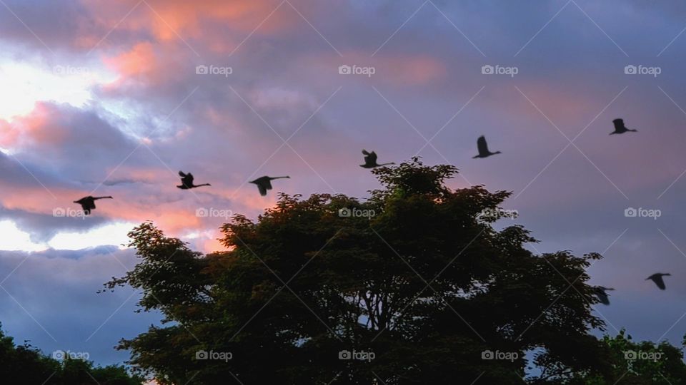 geese in a sunset flight