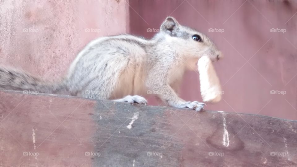 small animal indian gilehari