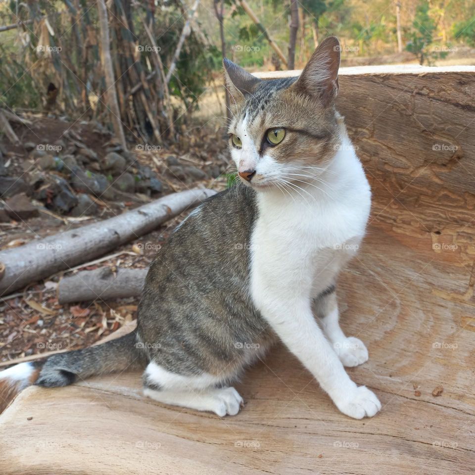 Beautiful cat sitting on a piece of wood